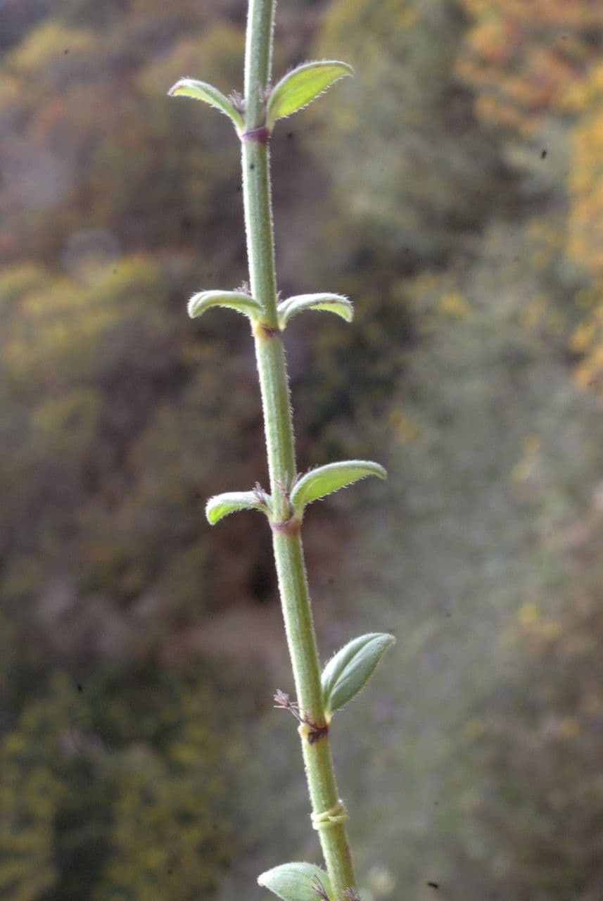 Micromeria greca 13