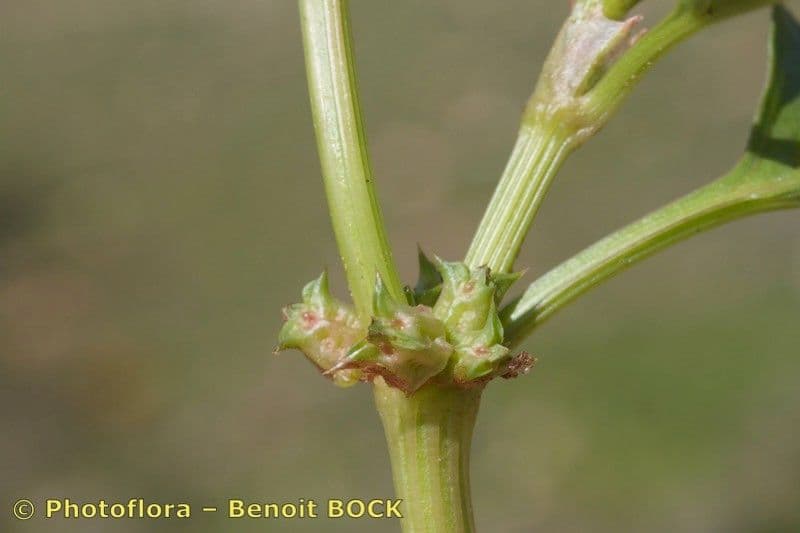 Abreojos 23