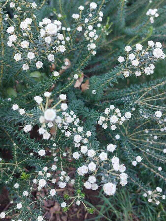 Phylica ericoides 5