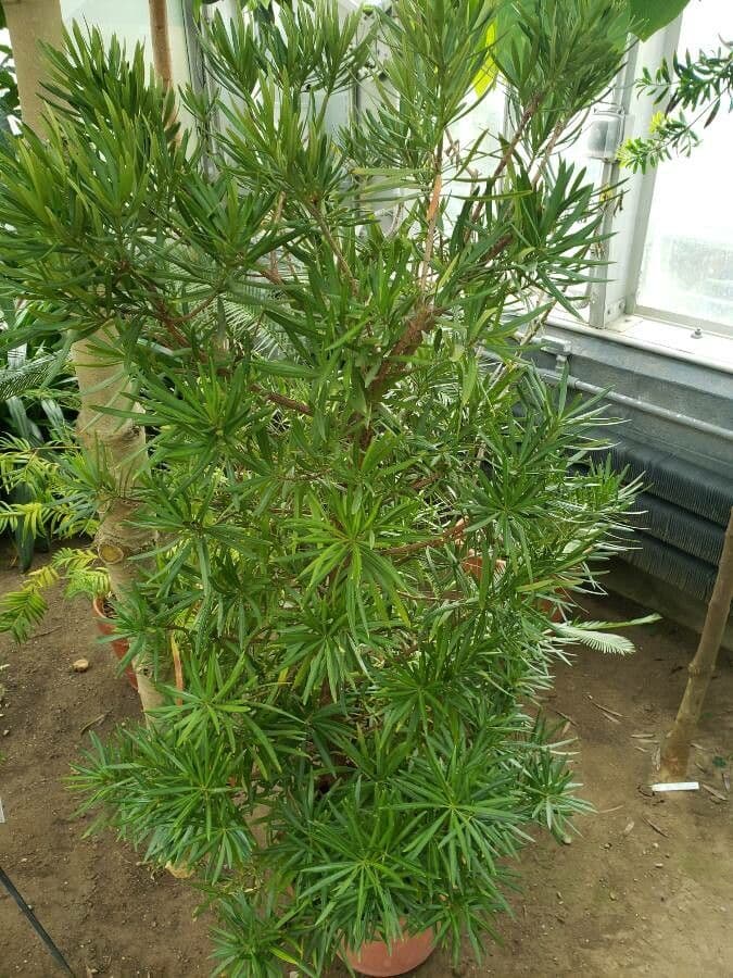 Podocarpus 2