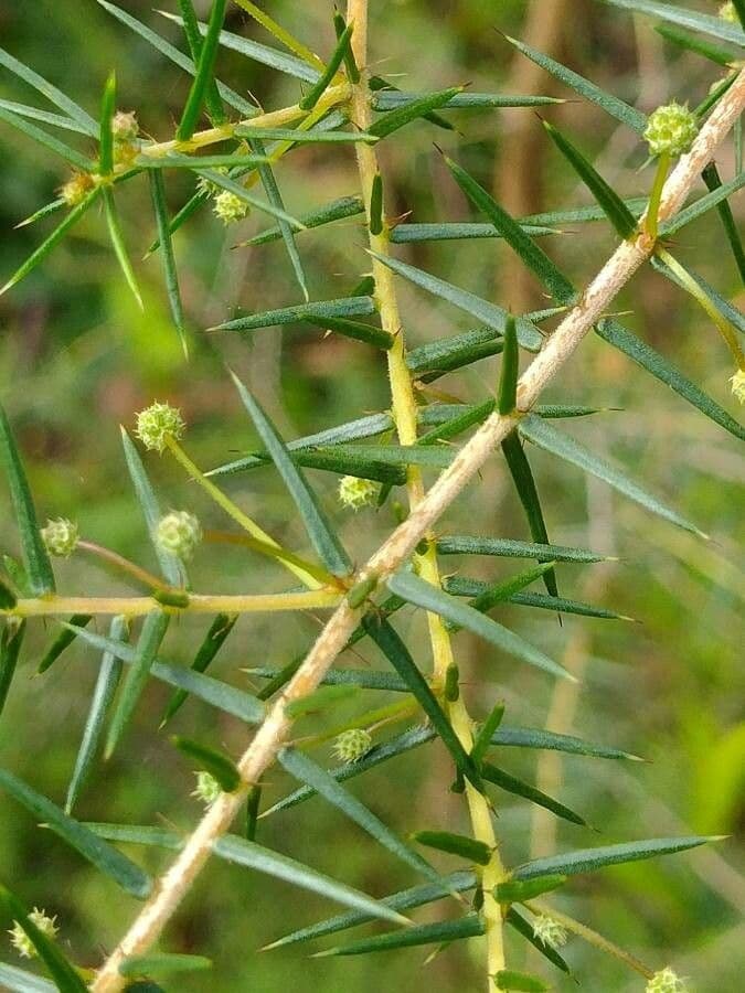 Acacia buisson 8