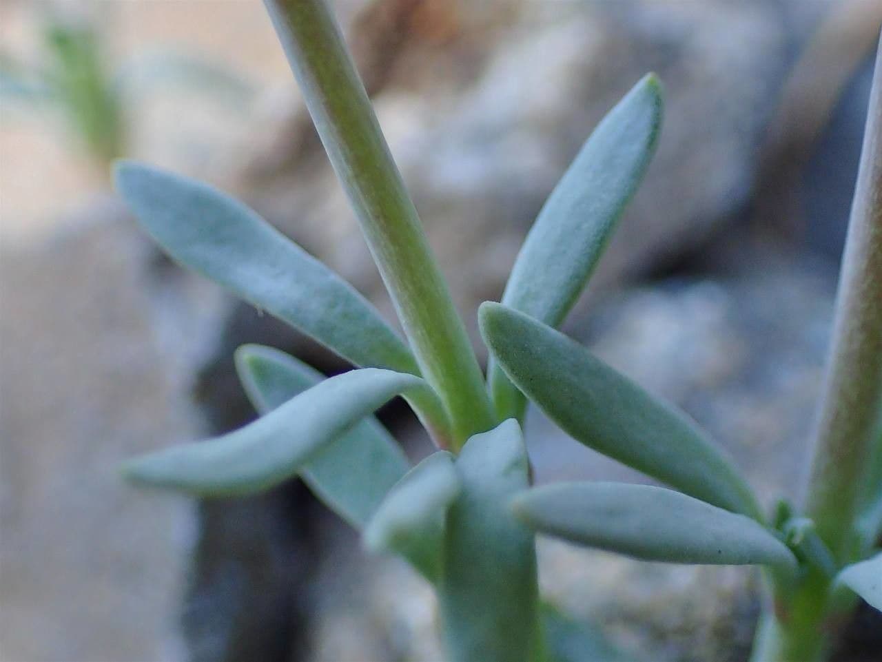 Linaria alpina 22