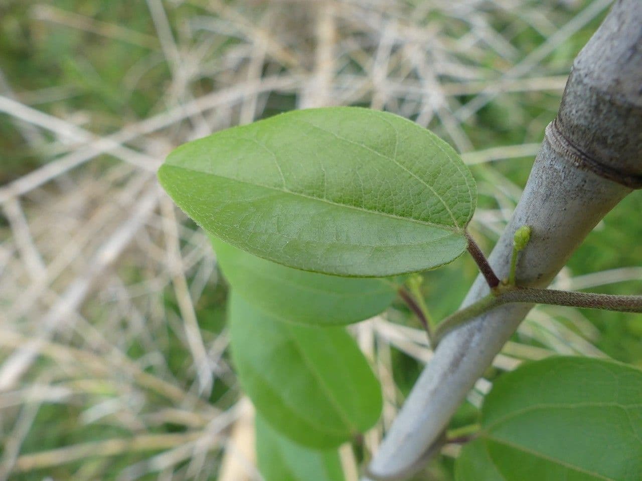 Cocculus orbiculatus 8