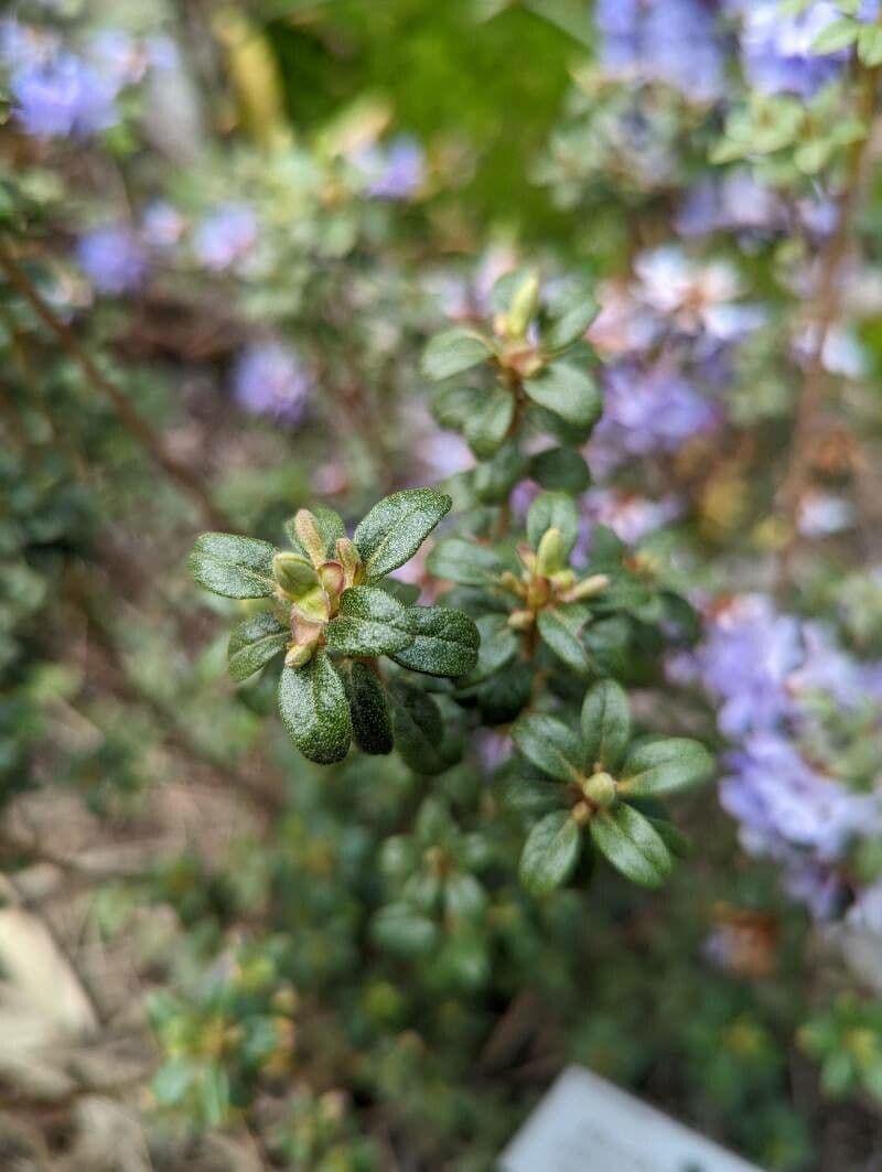 Rododendro 13