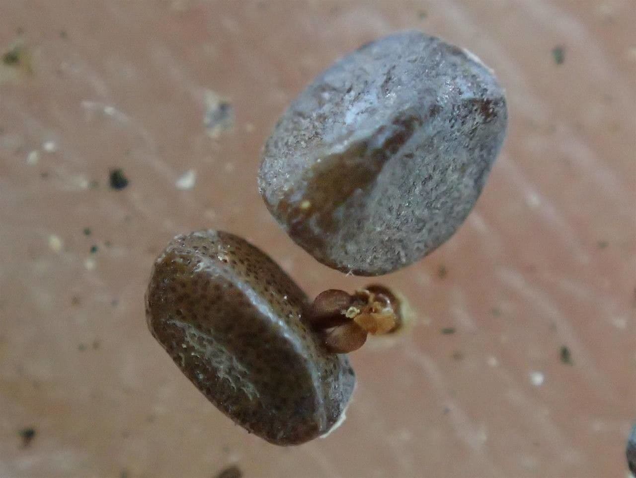 Lavanda selvatica 3