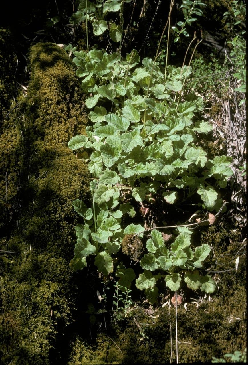 Francoa 6