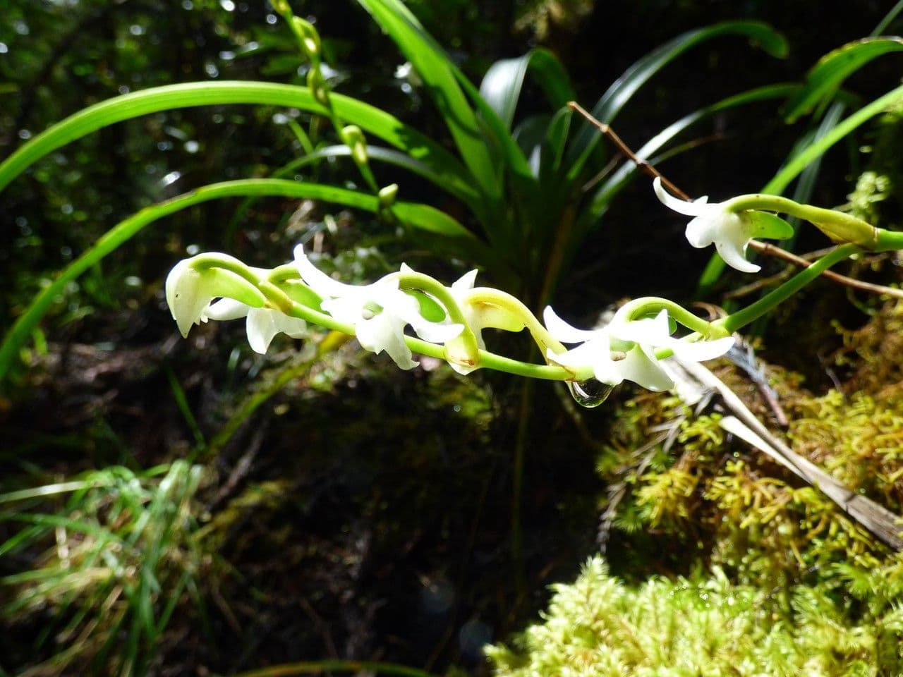 Angraecum 3