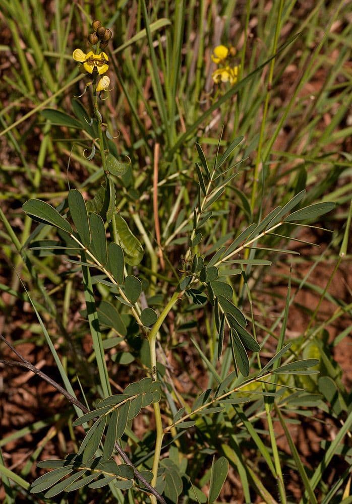 Sennablatt 11