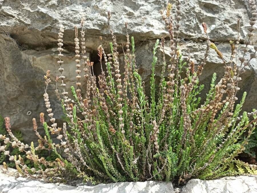 Savorella juliana 6