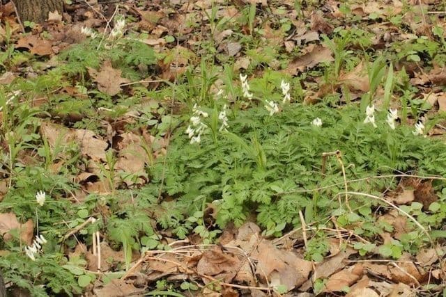 Dicentra de capucha 11