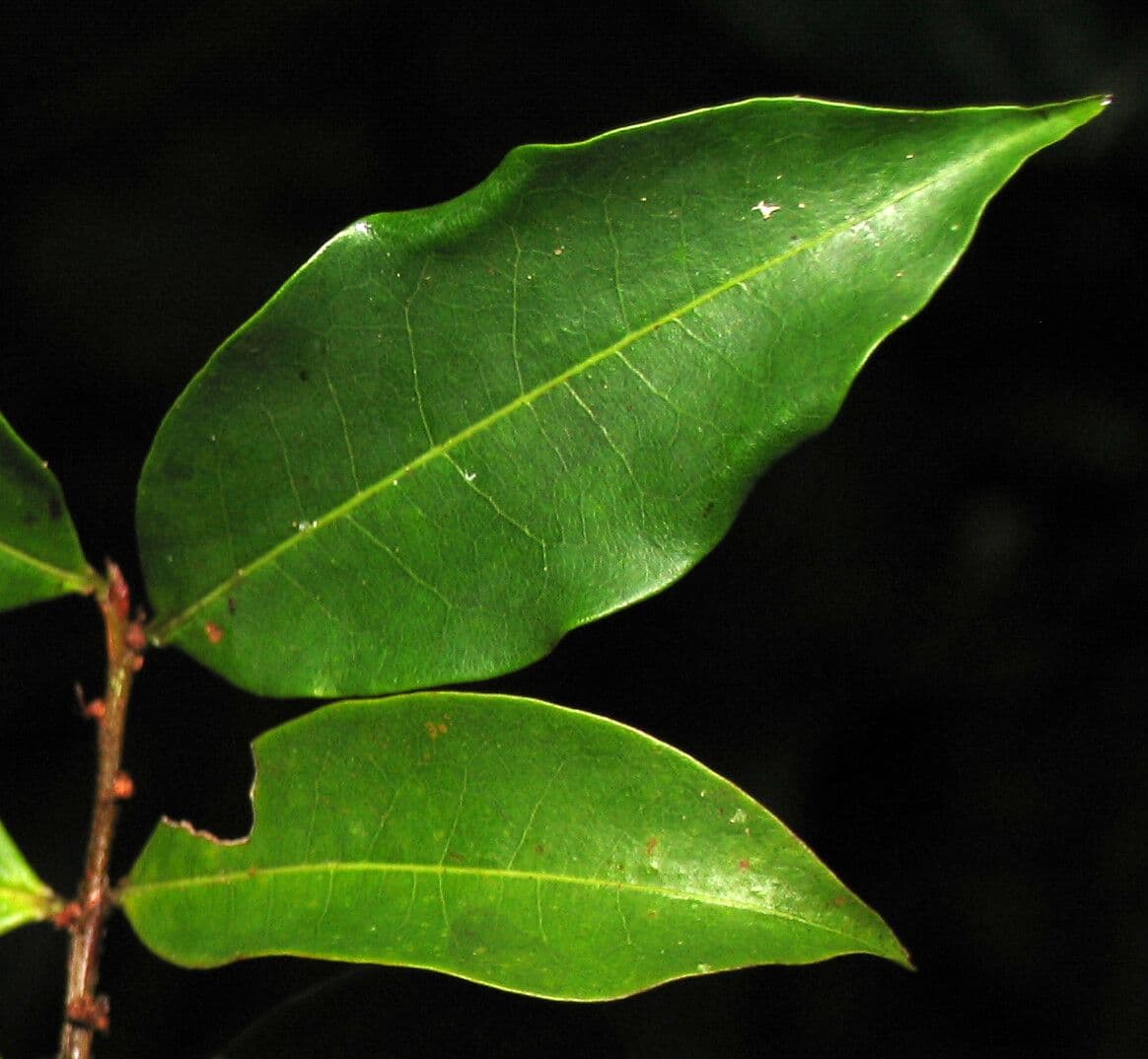 Erythroxylum 8