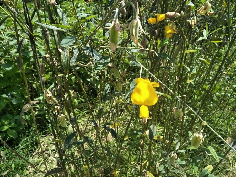 Crotalaria juncea 7