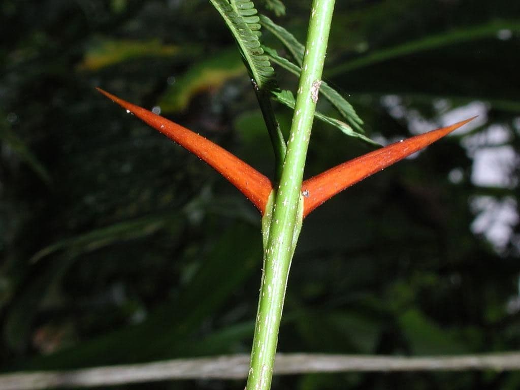 Vachellia 8