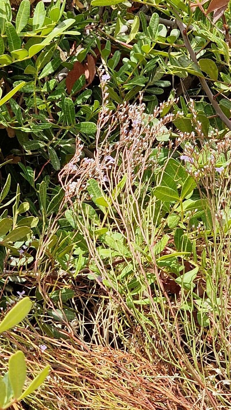 Limonium