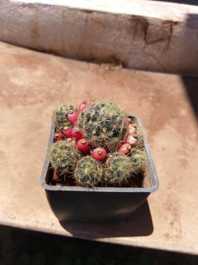 Cactus proliferante 5
