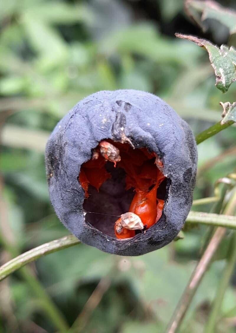 Passiflora misera 2