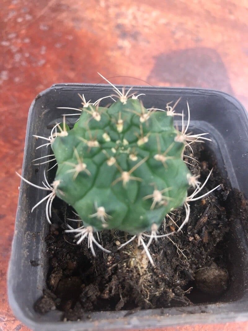 Hakenkaktus 5