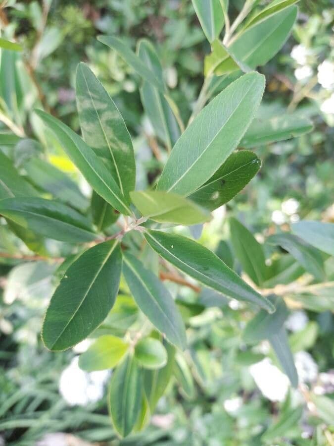 Escallonia 6