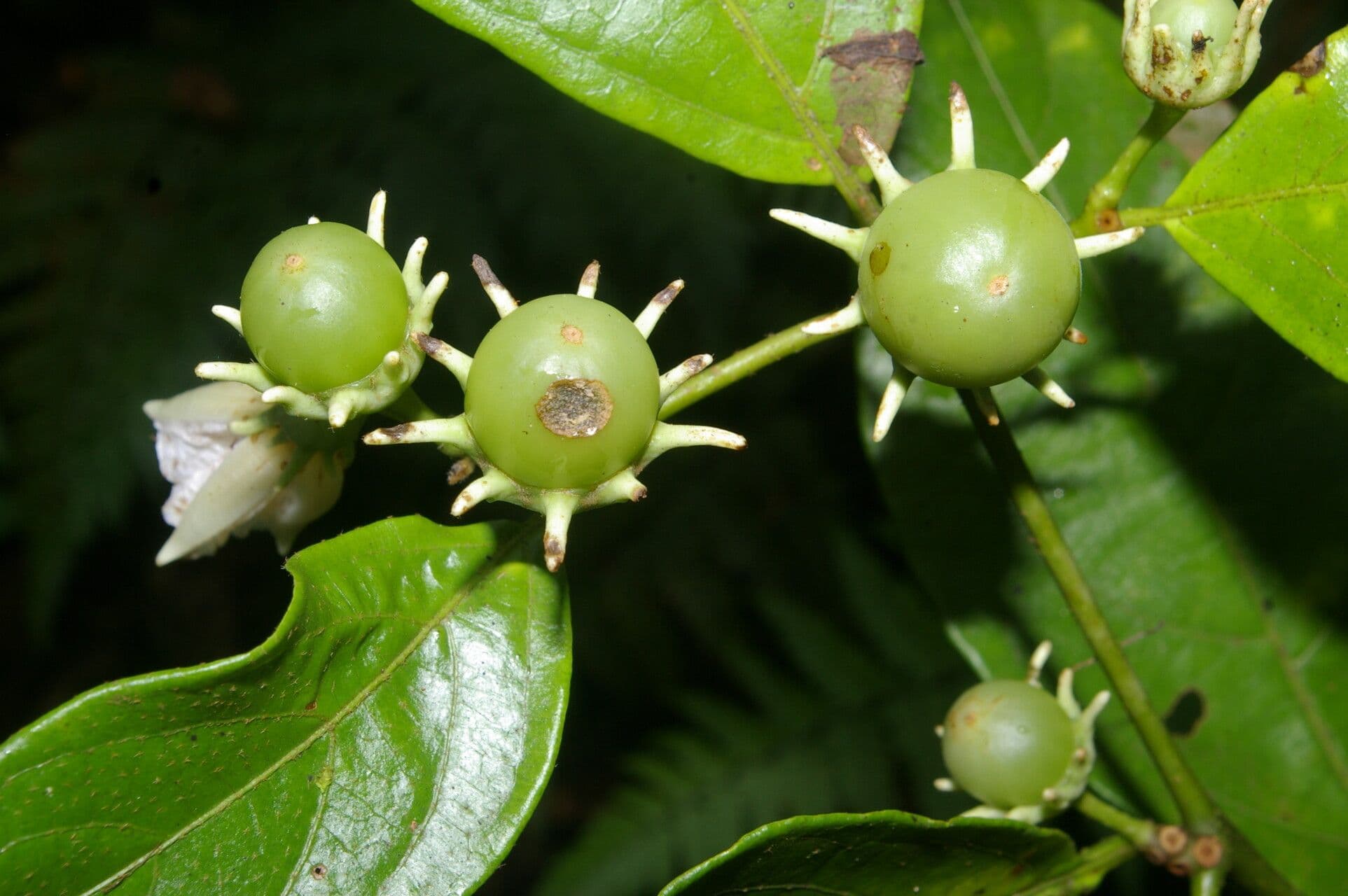 Lycianthes pauciflora 3