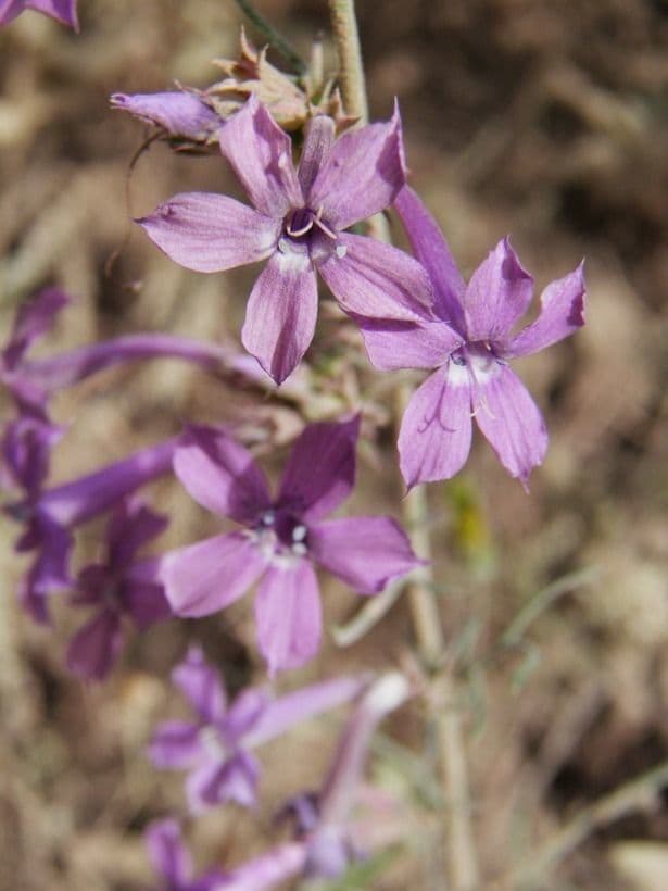 Ipomopsis
