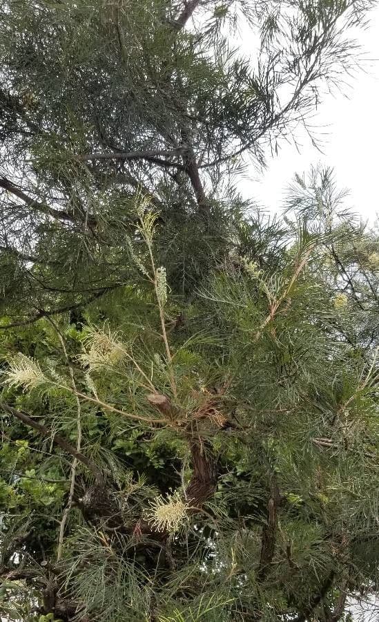 Grevillea 6