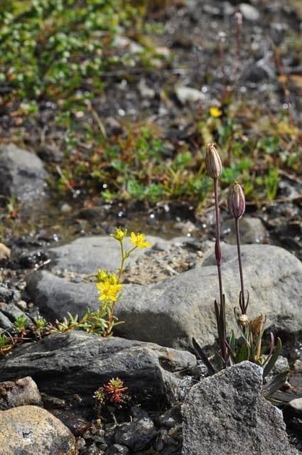 Silene uralensis 8