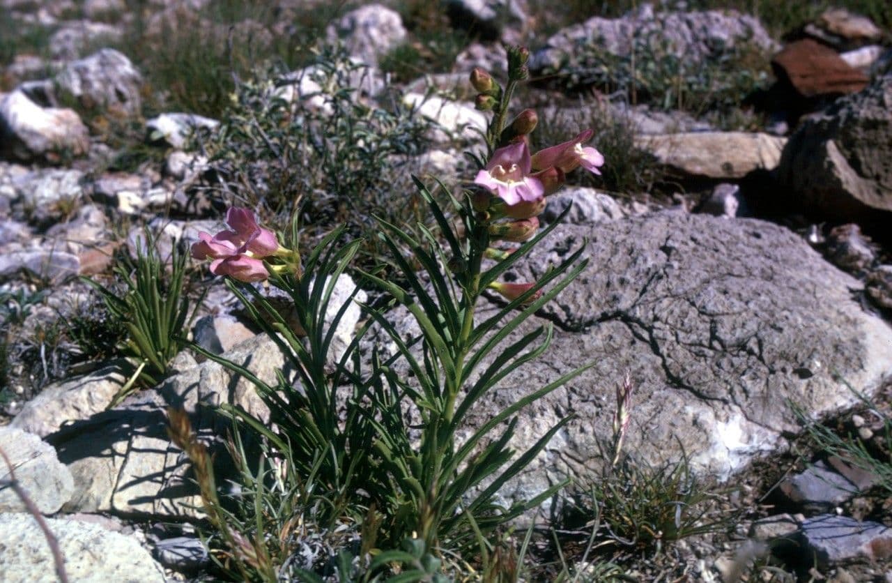Penstemon 7