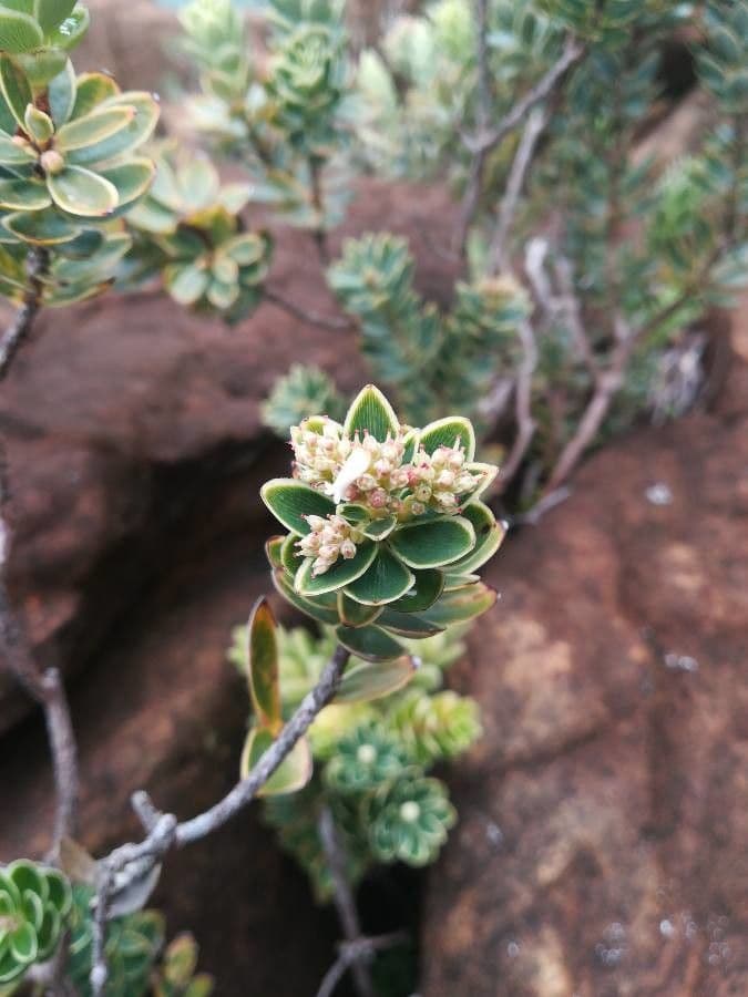 Cyathopsis 10