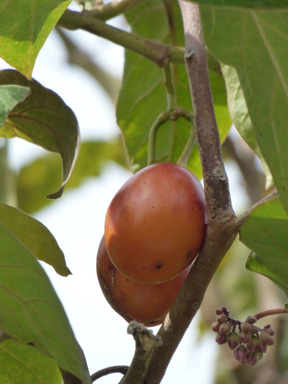 Baumtomate