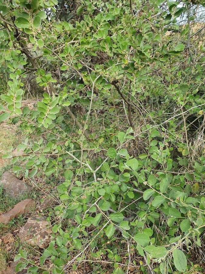 Grewia 12