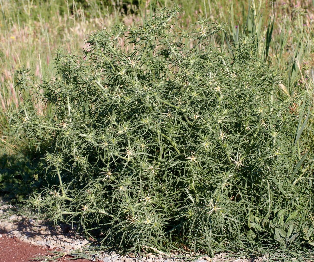 Calcatreppola 11