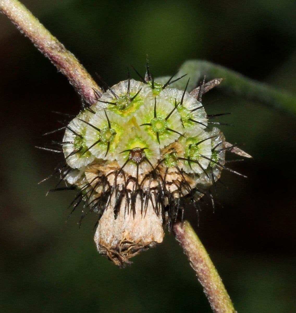 Scabiosa triandra 2