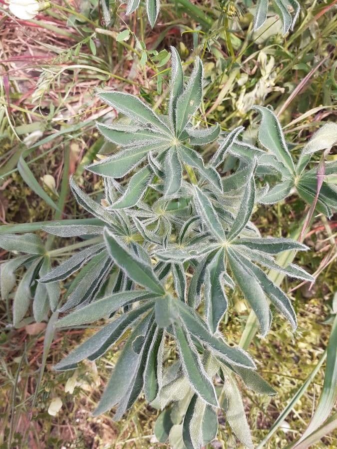Gelbe Lupine 18