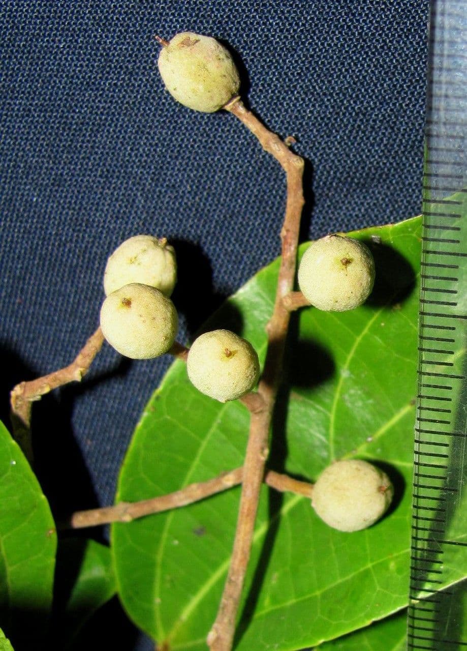 Lindens Pleuranthodendron