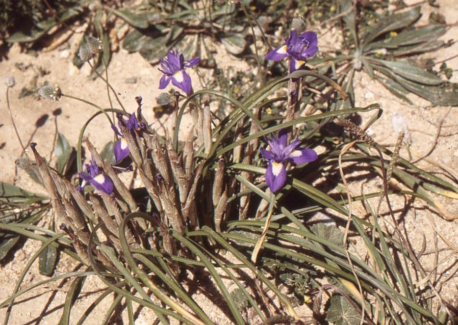 Moraea 7