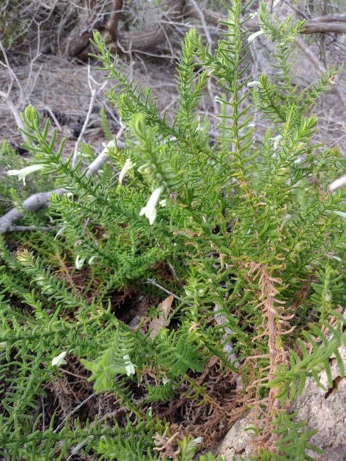 Chloanthes stoechadis 2