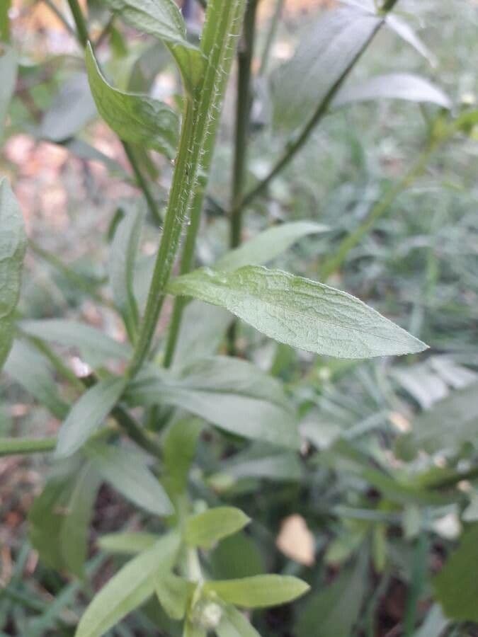 Fleabane piękny 14