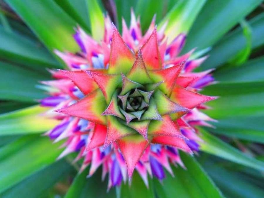 Ananas 9