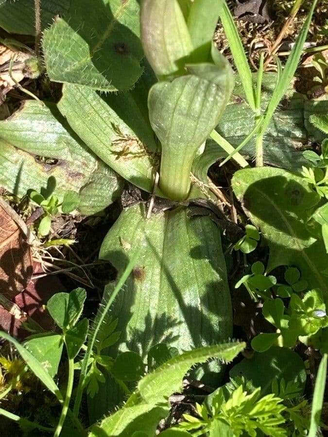 Ophrys tenthredinifera 15