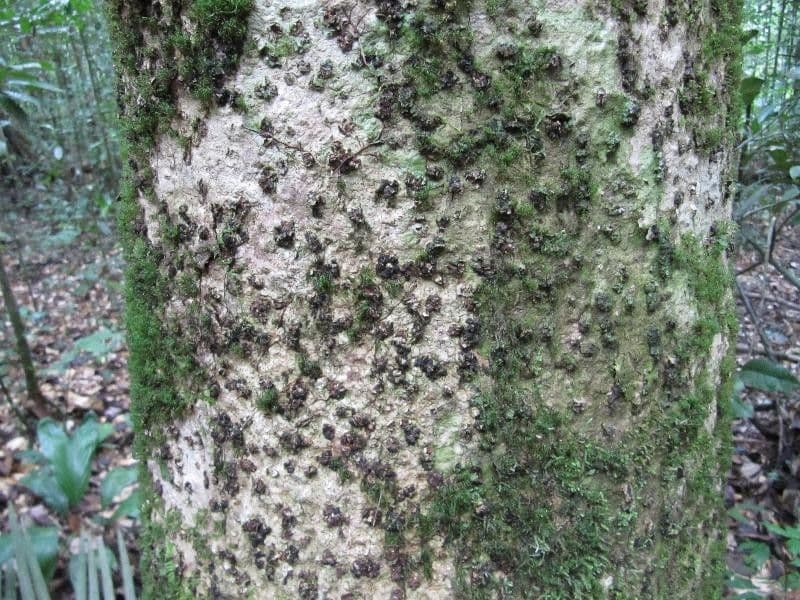 Laetia alta 16
