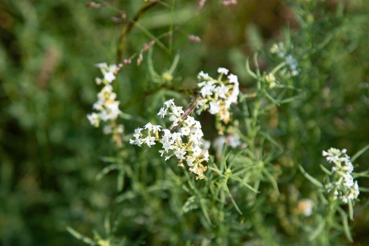 Schmalblättriges Heliotrop