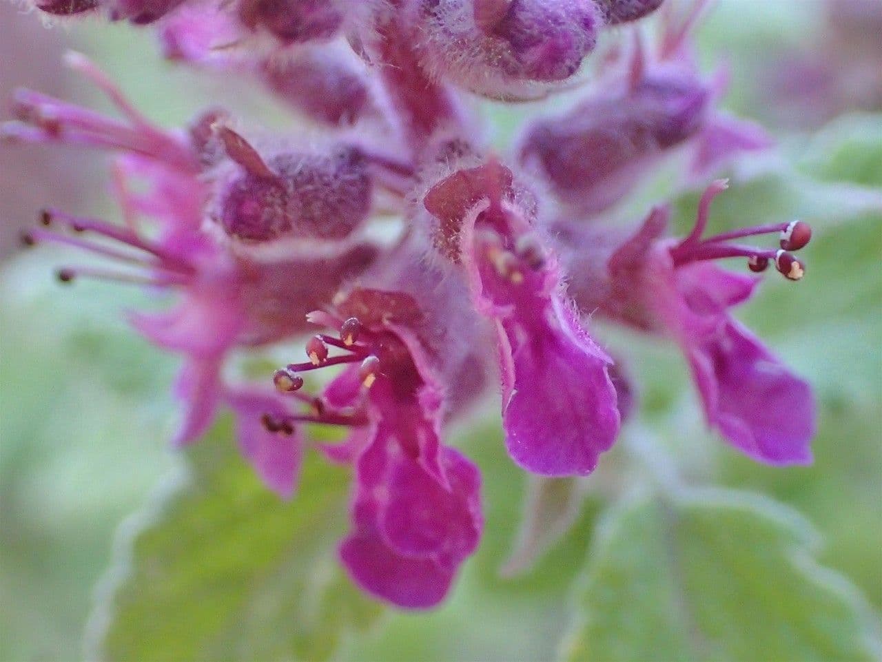 Teucrium hircanicum