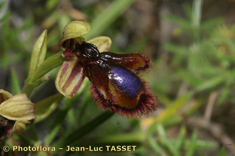 Ophrys speculum 22