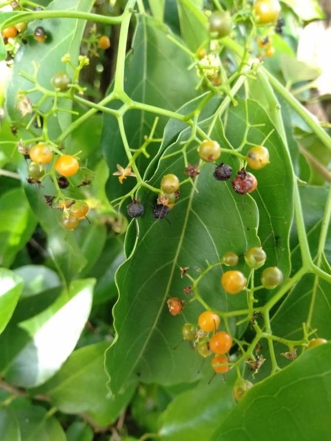 Ehretia