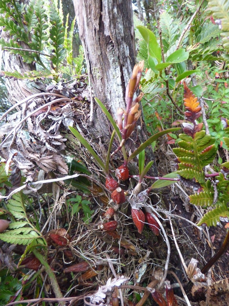 Bulbophyllum 11