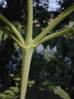 Heliopsis 19