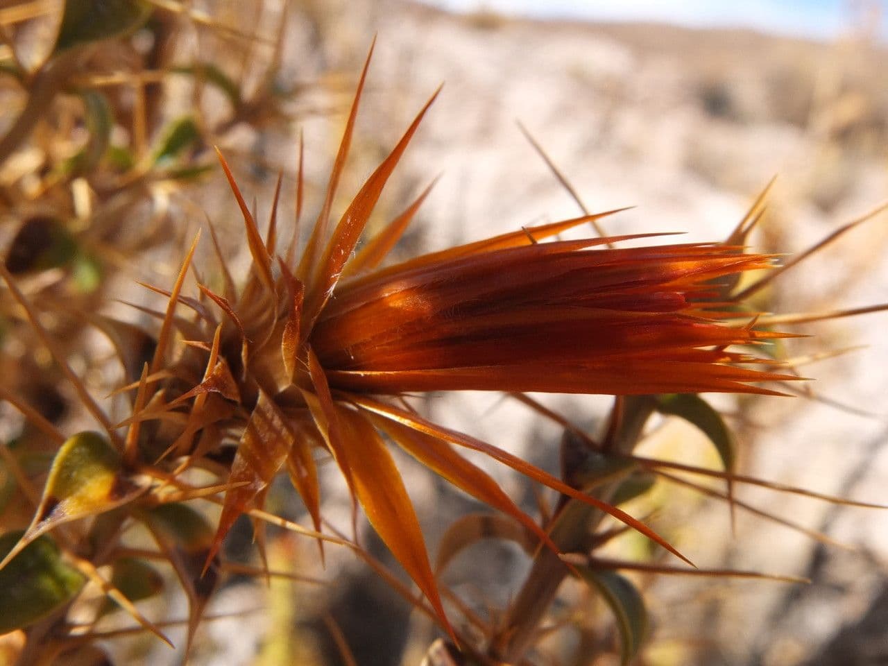 Chuquiraga 9