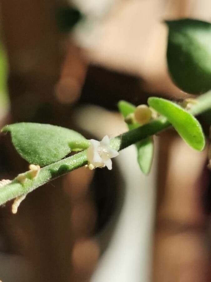Dischidia ruszczykowata