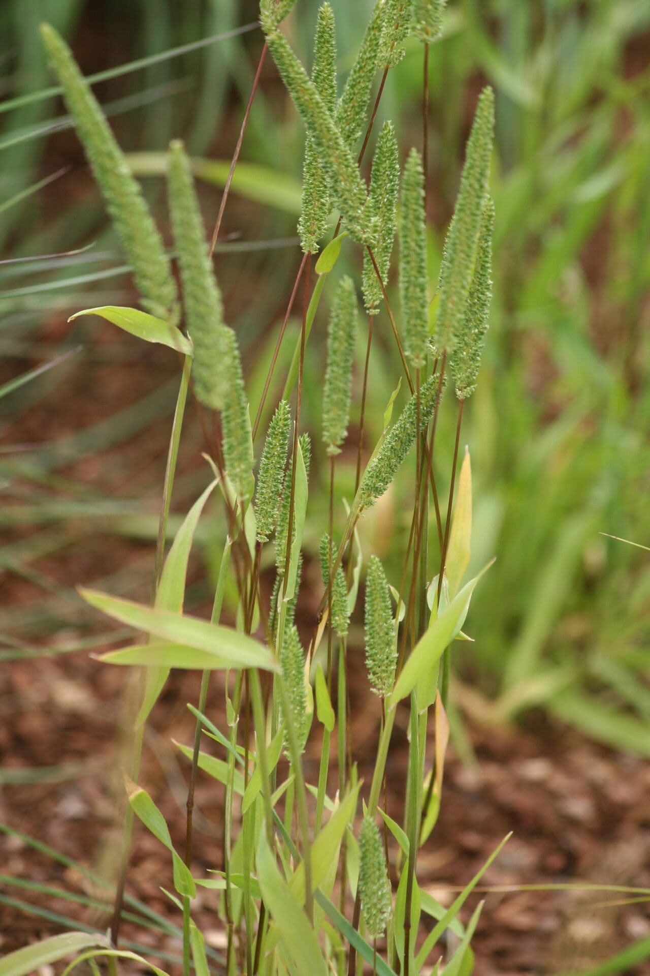 Phleum paniculatum