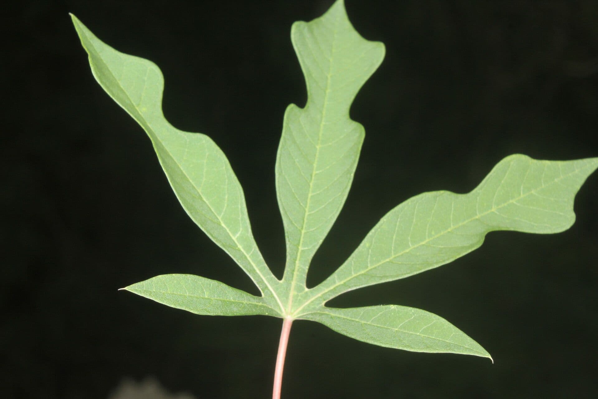 Manihot aesculifolia 9